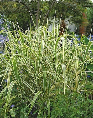 Floarea de paie acvatică Variegata