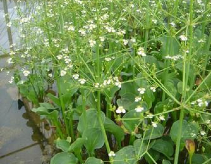 Frogweed cu flori mici