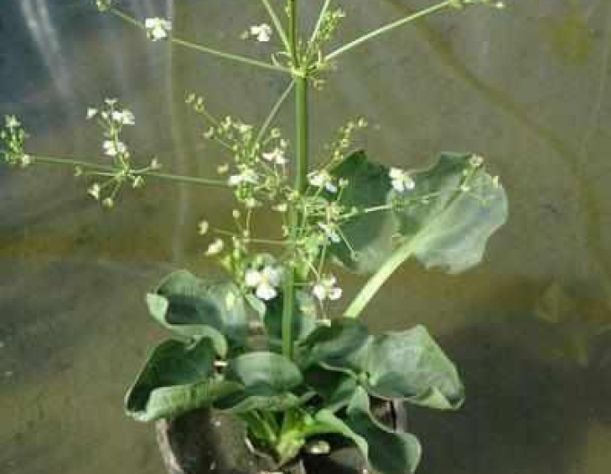 Frogweed cu flori mici