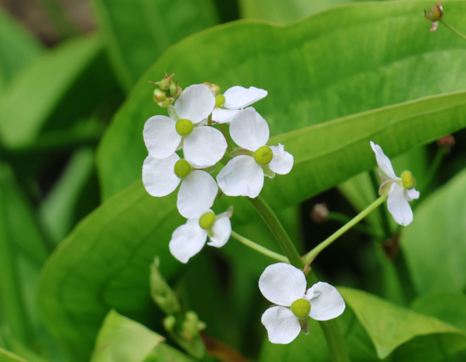 Frogweed cu flori mici