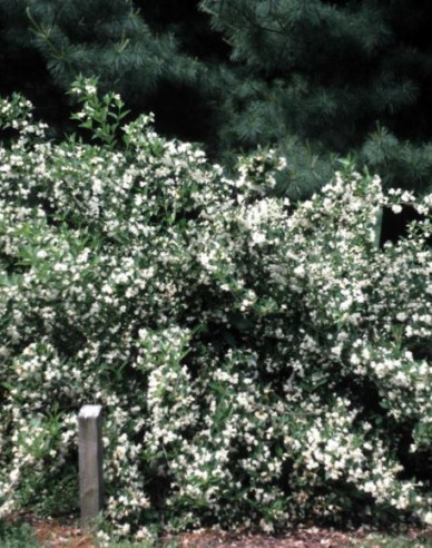 Weigelia ´Snow Flake´