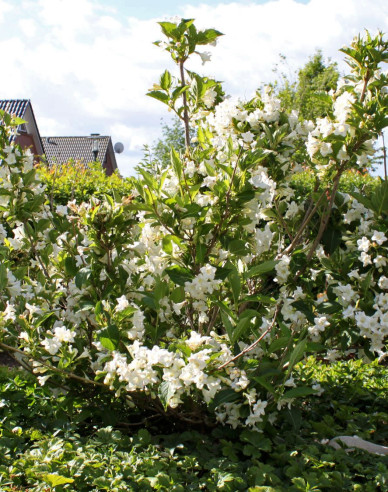 Weigelia ´Snow Flake´