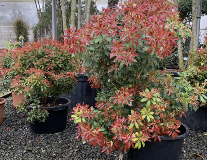 Pieris japonica ´Mountain Fire´