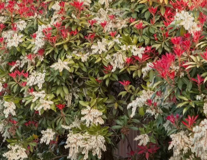 Pieris japonica ´Mountain Fire´