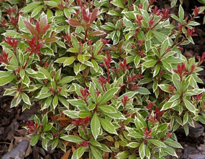Pieris japonica Little Heath