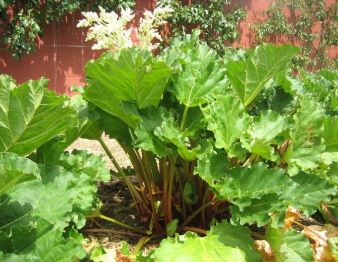 Rubarbă