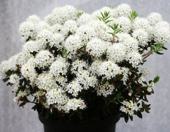Rozmarin sălbatic ( Holly de Groenlanda ) ´Helma´
