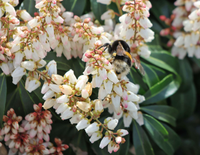 Pieris japonica Bonfire
