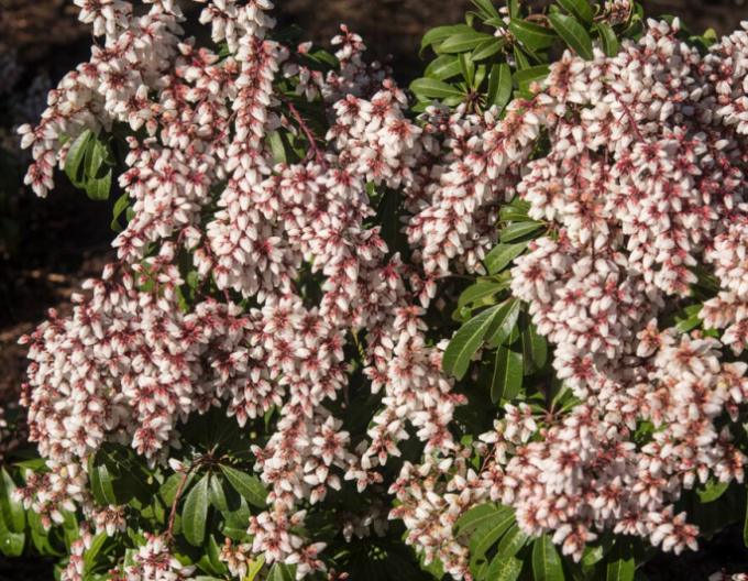 Pieris japonica Bonfire