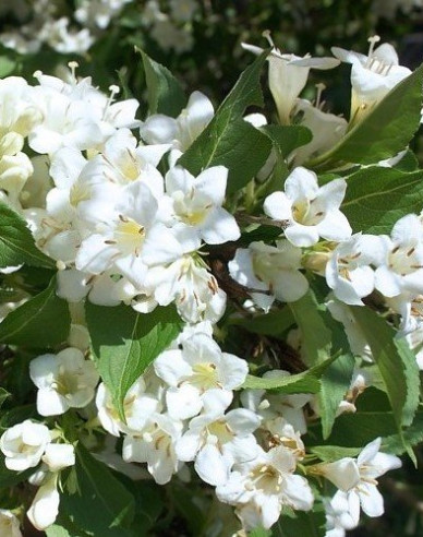 Weigelia ´Snow Flake´