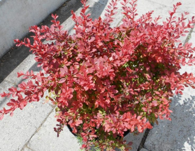 Drăcilă japoneză-Coral