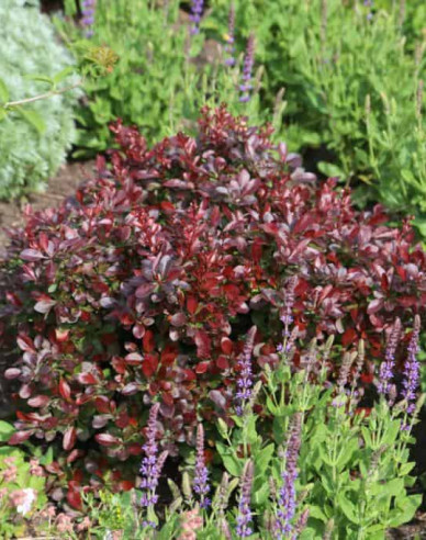 Berberis thunbergii "Bagatelle"