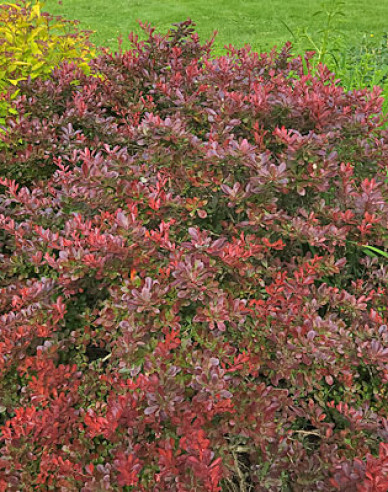 Berberis thunbergii "Bagatelle"