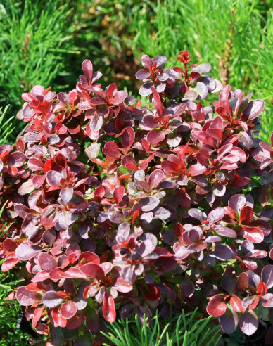 Berberis thunbergii "Bagatelle"