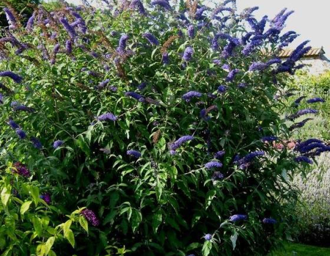 Budleia Nanho Blue (copac fluture)