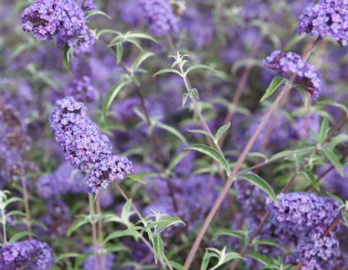 Budleia Nanho Blue (copac fluture)