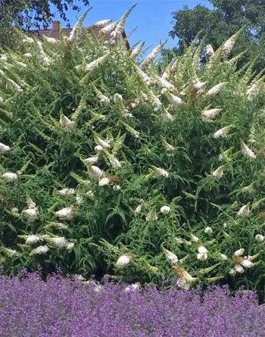 Buddleja davidii White Profusion