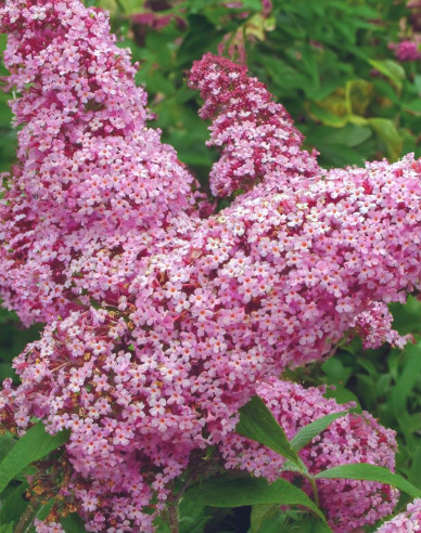 Buddleja davidii Pink Delight 2l