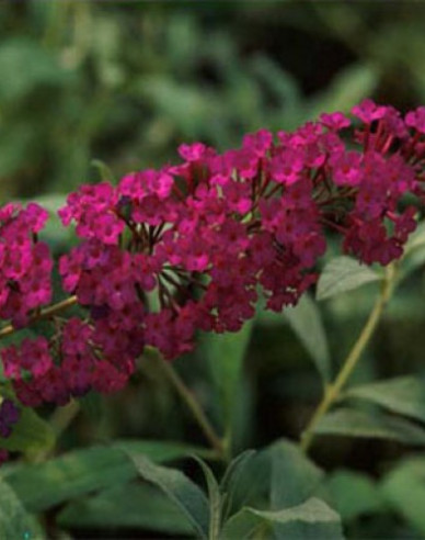 Buddleja ´Red Royal´