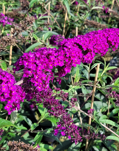 Buddleja ´Red Royal´