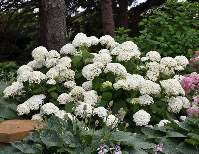Hortensie arborescentă Annabelle 2l