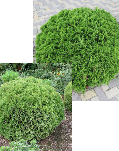 Thuja de vest ´Danica´