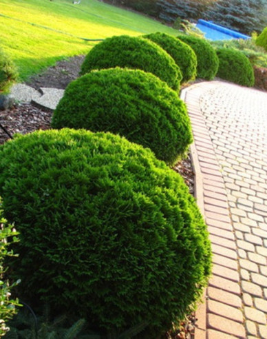 Thuja de vest ´Danica´