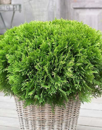 Thuja de vest ´Danica´