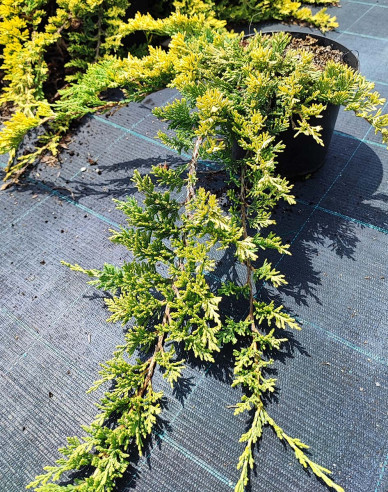 Lenupar  GOLDEN CARPET