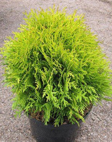 Thuja de vest "Mirjam