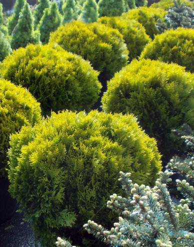 Thuja de vest "Mirjam