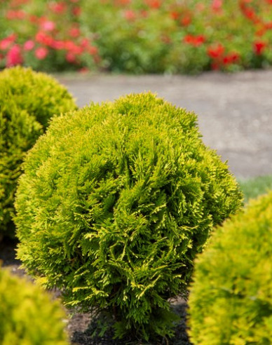 Thuja de vest "Mirjam