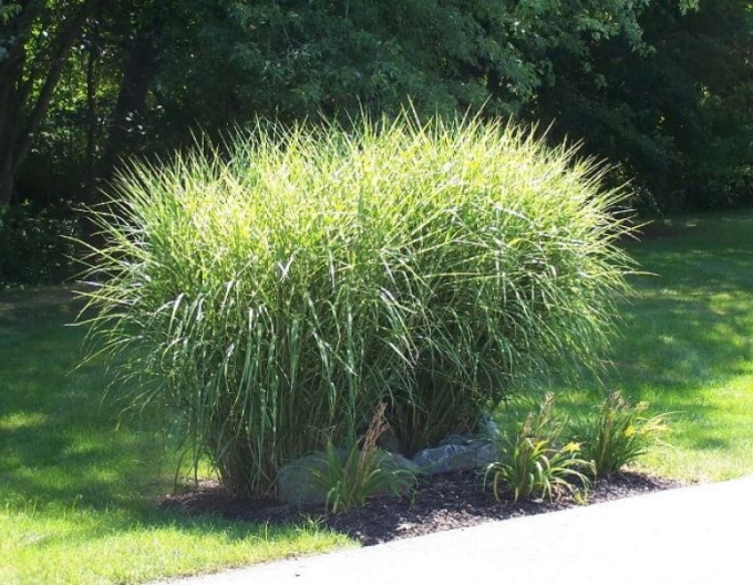 Miscanthus-strictus-dwarf