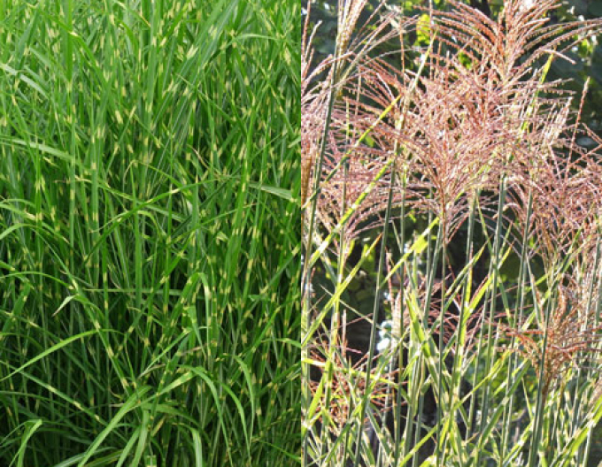 Miscanthus-strictus-dwarf