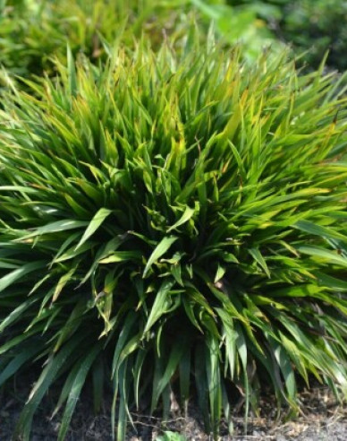 Iarbă japoneză Puf ´Igel´
