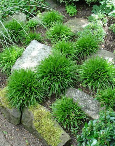 Iarbă japoneză Puf ´Igel´