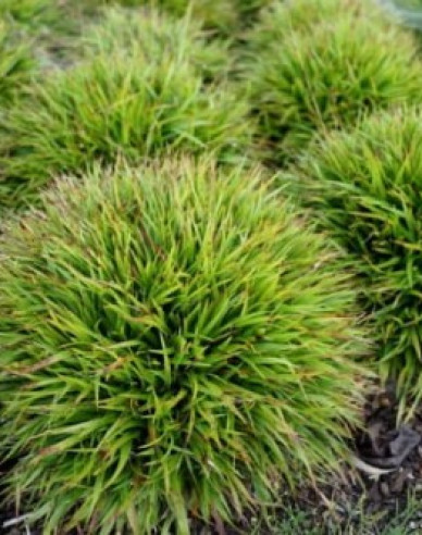 Iarbă japoneză Puf ´Igel´
