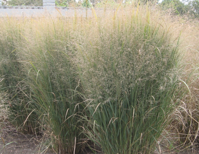 Meiul ornamental "Northwind