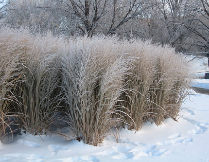 Meiul ornamental "Northwind