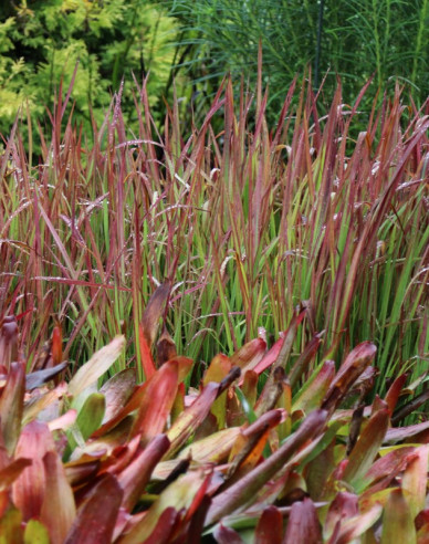 Imperata cylindrica "Red Baron" 2l
