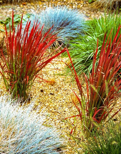 Imperata cylindrica "Red Baron" 2l
