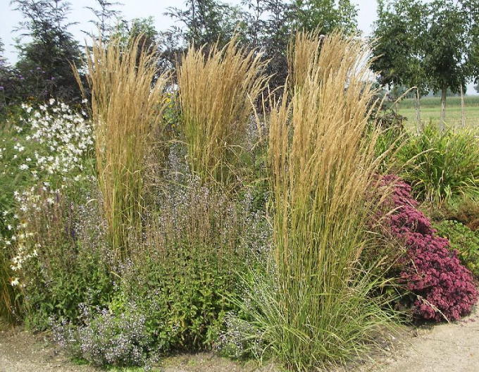 Calamagrostis  ´Overdam´ 9x9