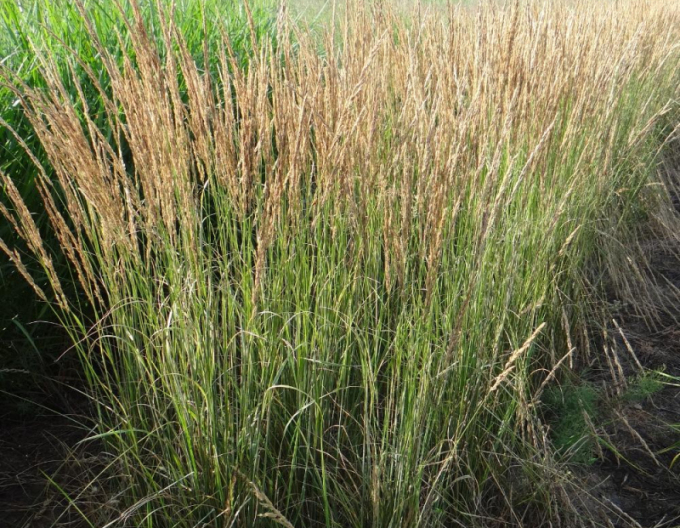 Calamagrostis  ´Overdam´ 9x9