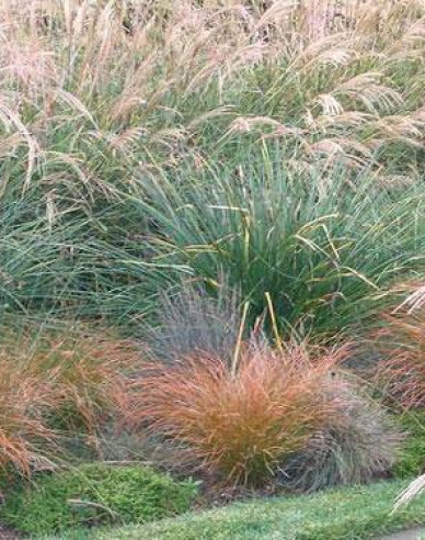 Carex ´Prairie Fire´