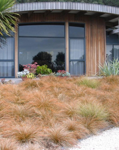Carex ´Prairie Fire´