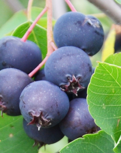 Afin canadian - Amelanchier alnifolia Thiessen