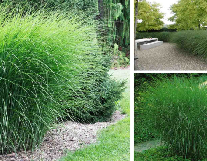 Miscanthus sinensis ´Gracillimus´