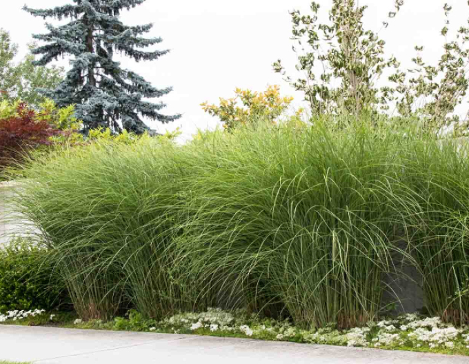 Miscanthus sinensis ´Gracillimus´