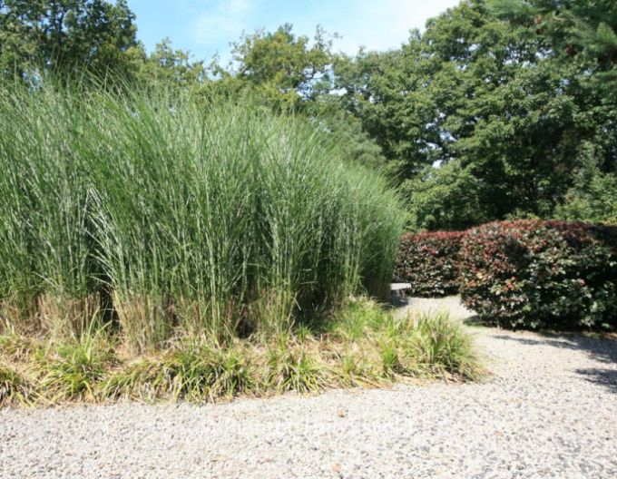 Miscanthus sinensis ´Gracillimus´