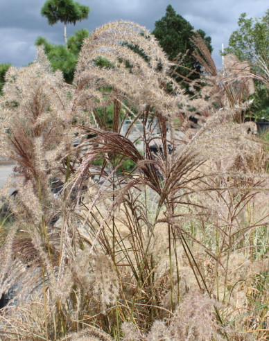 Miscanthus sinensis ´Graziella´